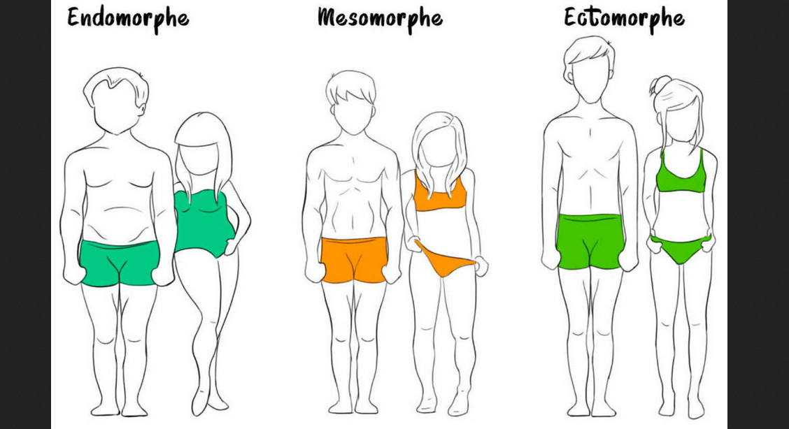 3 Body Types : Ectomorph, Endomorph and Mesomorph