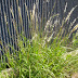 NATIVE ORNAMENTAL GRASSES FOR SOUTHERN GARDENS