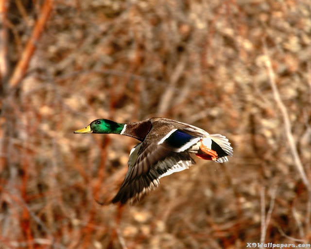 wild duck flying pictures