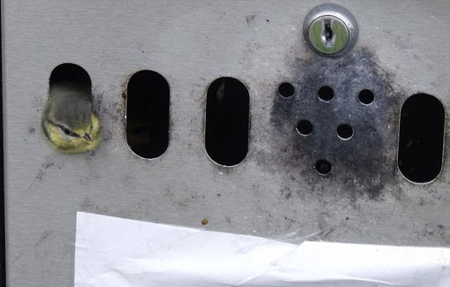 A family of birds made a nest in a public ashtray in Wales, birds nest