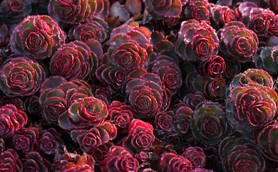 Dragon's blood Sedum care and culture