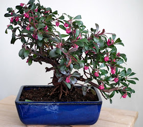 Uva Ursi Bonsai - The blue pot match the red berries and the pink flowers