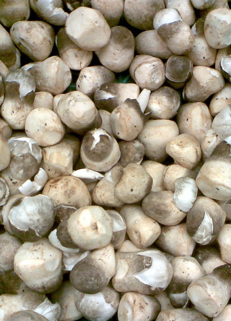 Volvariella volvacea ( Paddy straw Mushroom, Straw mushroom)