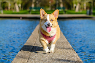 probióticos para cachorros