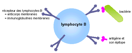Lymphocyte B