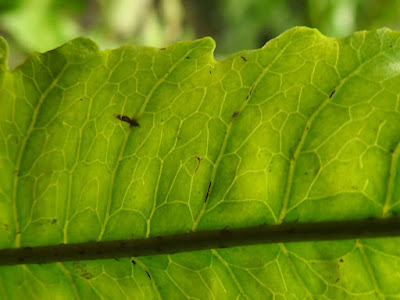 Veins of Bolbitis heteroclita