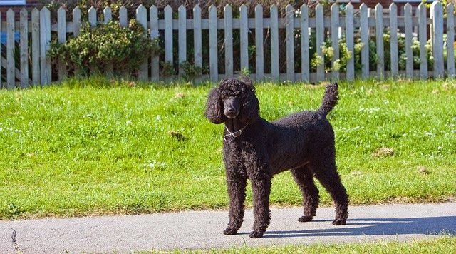 cute black poodle dogs pictures 3