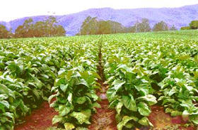 growing tobacco