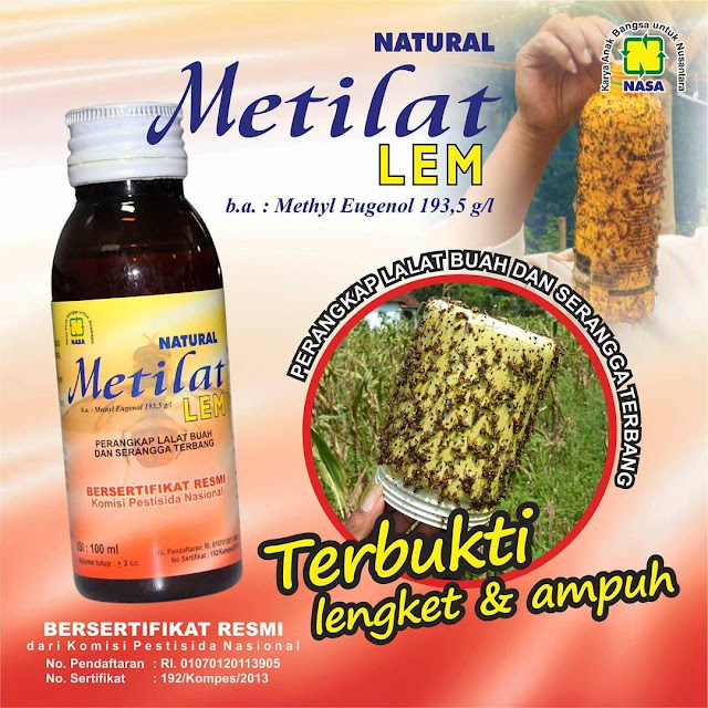 Metilat Lem - Perangkap Lalat Buah Paling Praktis