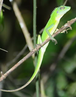 Green Crested Lizard (Bronchocela cristatella)