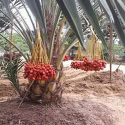 Tukang Terpopuler Benih Biji Kurma Tropis Jenis H1 Merah Asal Thailand
Sulawesi Utara - utilidadepublicainf