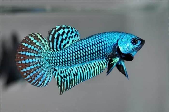 55 Jenis Ikan  Cupang  Lengkap Beserta Gambar  Ikanesia id