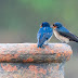 Pacific Swallow