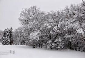 snow encrusted trees