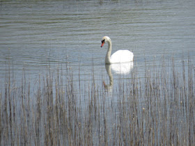 swan on Canfield Lake, Manistee County, Michigan
