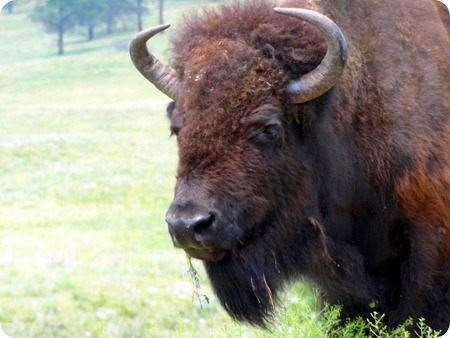 bison