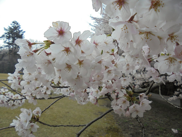 とっとり花回廊の桜の広場のソメイヨシノ桜