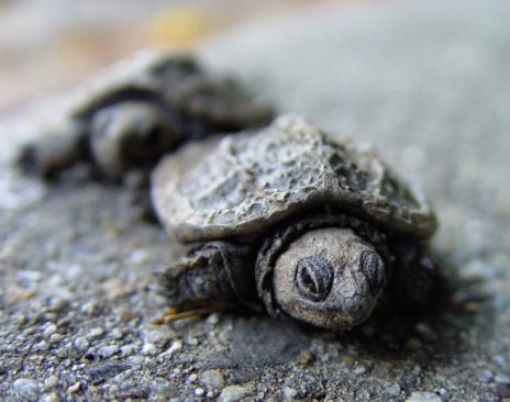 Baby Turtles That Fit in the Palm of Your Hand Seen On www.coolpicturegallery.us