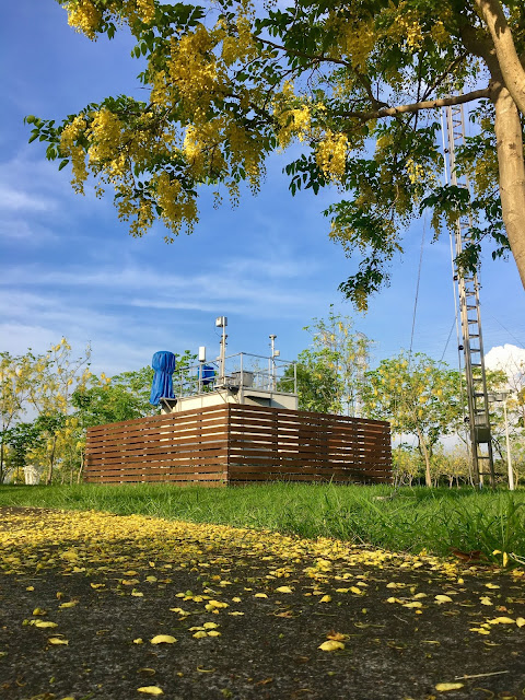 golden shower trees, tainan, taiwan