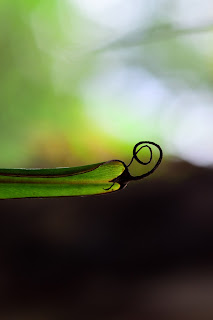 Banana Leaf Tips