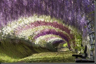 Wisteria Flower Tunnel di Jepang