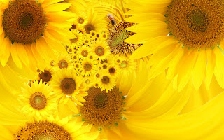 yellow sunflower