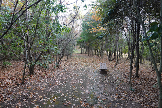 鳥取県西伯郡大山町富岡 むきばんだ史跡公園 木の実の森