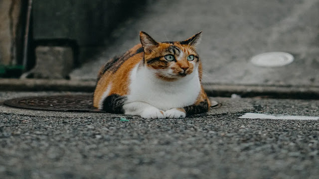 Calico Cat