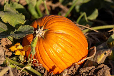 A vibrant orange pumpkin waiting to be picked and carved for Halloween.