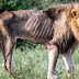 The devastated debris was the king of the jungle. The story of the lion has a sad ending