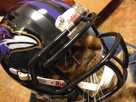Funny cats - part 82 (40 pics + 10 gifs), cat photo, cat wears football helmet