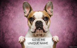 unique dog names: unique female and male dogs names.