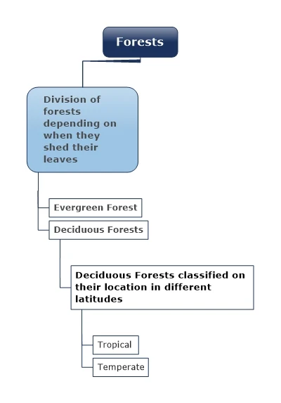 Division of forests depending on when they shed their leaves