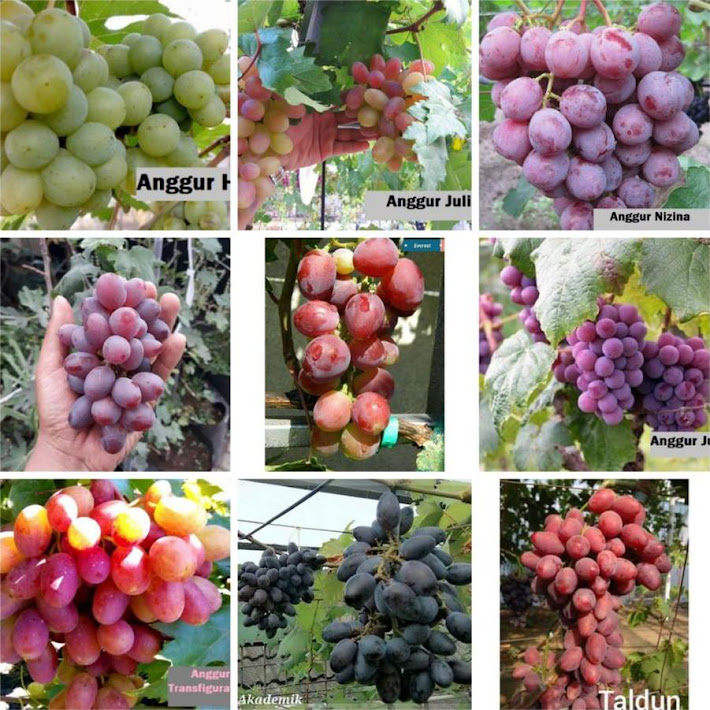 Anggur Import Asli 01 Maluku Utara