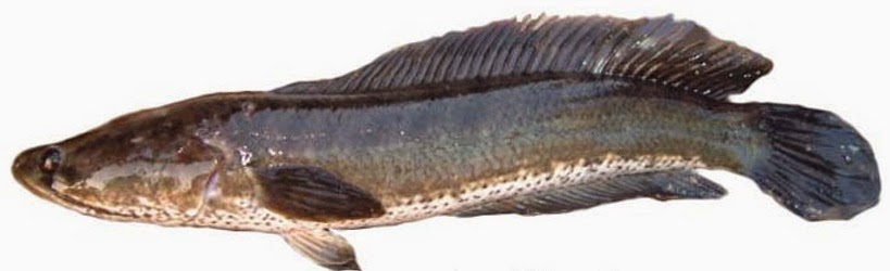 termasuk jenis ikan air tawar yang bersifat karnivora Harus tau Umpan Jitu Mancing Ikan Haruan (Ikan Gabus)