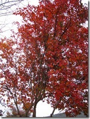 IMG_0033_thumb