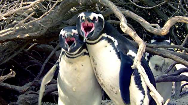 Viral di Medsos, Penguin Ini Berkelahi Setelah Pergoki Pasangannya Selingkuh