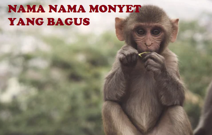 100 Nama Kera / Monyet Yang Bagus Agar Semakin Lincah