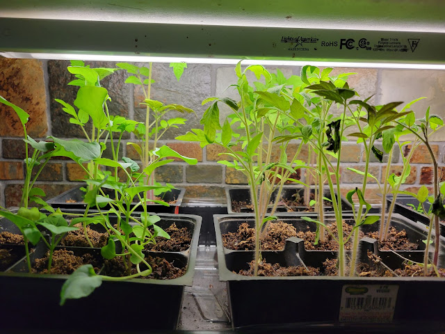 Tomato seedlings growing under lights.