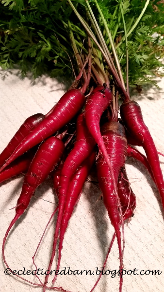 Eclectic Red Barn: Home Grown Red Carrots