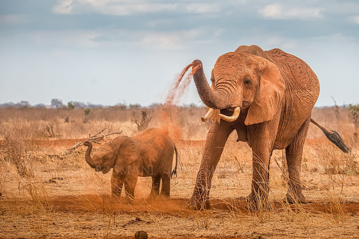 Elephants on safari in tsavo east