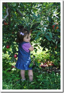 Sky Top Orchard 2011-09-25 065