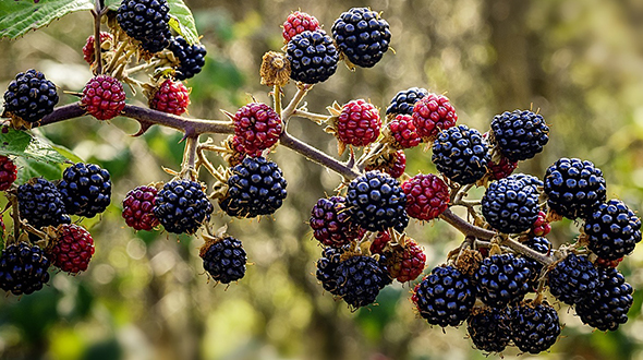 Bushes with thorns include blackberry