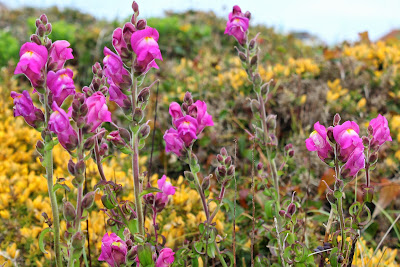 Grote Leeuwenbek - Túnliuwebekje - Antirrhinum majus