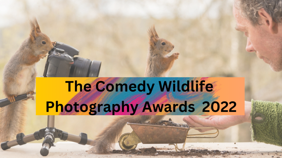 Comedy Wildlife photo finalists taking votes for funniest animal image