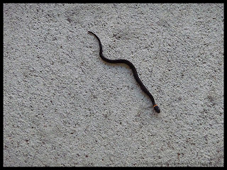 ringneck snake