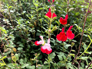 チェリーセージ ホットリップス を植えよう 赤と白のツートンカラーの可憐な花が魅力の多年草 モニオの部屋