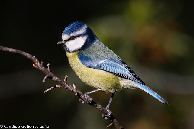 CYANISTES CAERULEUS, HERRERILLO COMÚN, HIDE MOTILLA PALANCAR, PARIDAE, PASSEIFORME, 