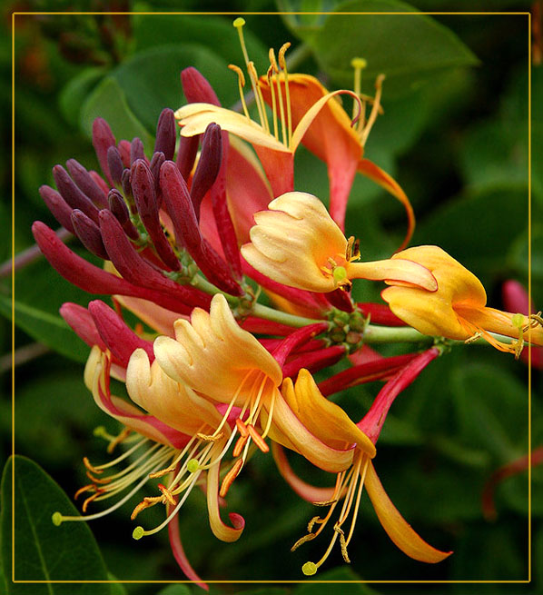 21 types of flowers Red Honeysuckle Flower | 598 x 655