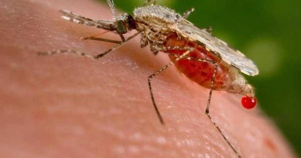  Nyamuk  Transgenik Dapat Mencegah Penyebaran Penyakit Malaria 